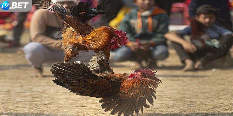 Đôi nét về bộ môn đá gà